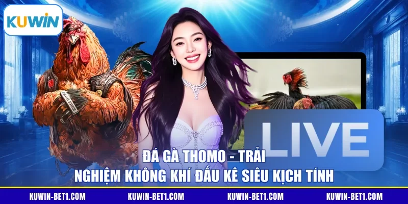 Đá Gà Thomo - Trải Nghiệm Không Khí Đấu Kê Siêu Kịch Tính